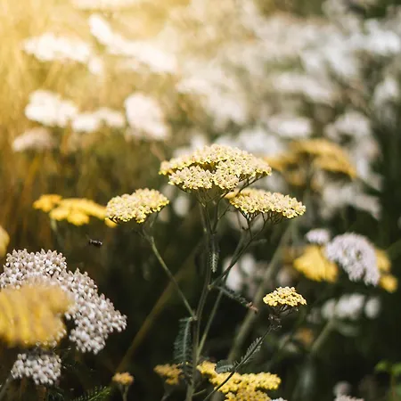 בית נופש Pod Vojtechem - Soukromy Wellness Votice